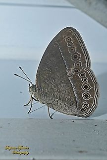 Semak Janardana/ Common bush brown, Telinga janardana janardana (previously is under Mycalesis janardana), family Nymphalidae  Common Bushbrown,Geotagged,Indonesia,Mycalesis janardana,Spring