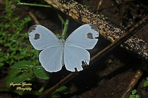Kupu-kupu Putih Bintik Hitam (The psyche), Leptosia nina chlorographa, family Lepidoptera  Geotagged,Indonesia,Leptosia nina,Psyche,Spring