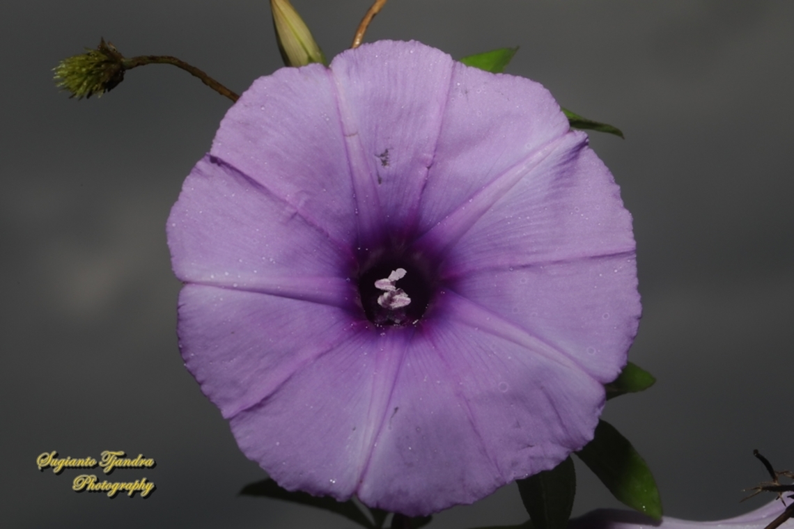 Morning Glory Creeper, Ipomoea cairica  Geotagged,Indonesia,Ipomoea cairica,Mile-a-minute Vine,Summer