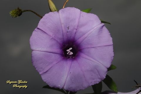 Morning Glory Creeper, Ipomoea cairica  Geotagged,Indonesia,Ipomoea cairica,Mile-a-minute Vine,Summer