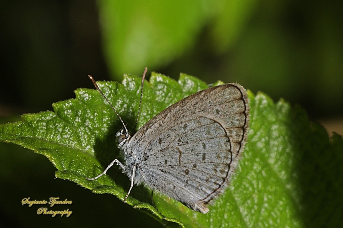 Alang Biru Kecil (Lesser Grass Blue), Zizina otis annetta  Geotagged,Indonesia,Lesser grass blue,Summer,Zizina otis