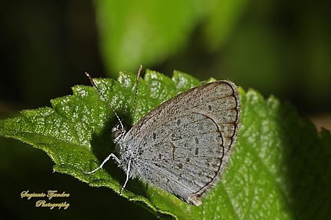 Alang Biru Kecil (Lesser Grass Blue), Zizina otis annetta  Geotagged,Indonesia,Lesser grass blue,Summer,Zizina otis
