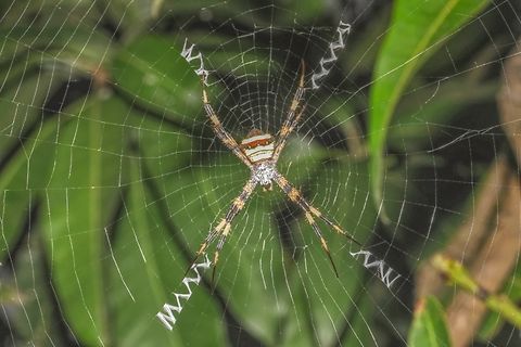The Multi-coloured Saint Andrew's Cross Spider, Argiope Versicolor, Araneidae  Argiope versicolor,Geotagged,Indonesia,Multi-coloured Saint Andrew's Cross Spider,Summer