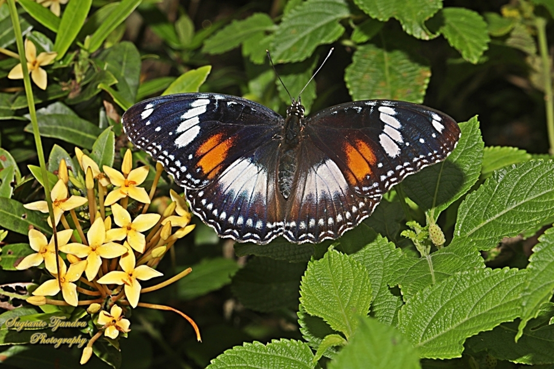 Terung Biasa (Common eggfly butterfly), Hypolimnas bolina bolina - female  Geotagged,Hypolimnas bolina,Indonesia,Summer,Varied Eggfly