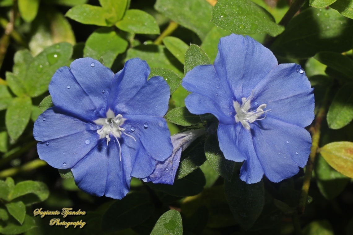 Dwarf morning-glory flower, Evolvulus alsinoides  Evolvulus alsinoides,Geotagged,Indonesia,Summer
