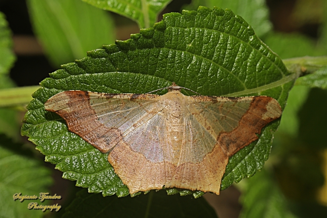 Geometrid moth, Zeheba aureatoides, family Geometridae  Geotagged,Indonesia,Summer,Zeheba aureatoides