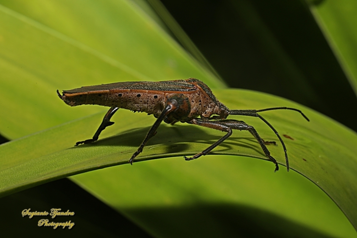 Sweetpotato bug, Physomerus grossipes, family Coreidae  Geotagged,Indonesia,Physomerus grossipes,Summer,Sweetpotato bug