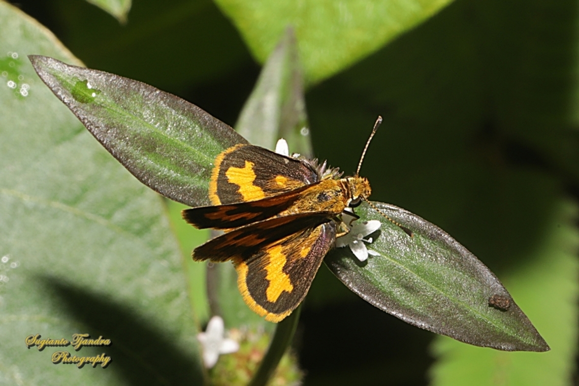 Skipper Butterfly - Semak Biasa (Common dartlet), Oriens gola  Common Dartlet,Geotagged,Indonesia,Oriens gola,Summer