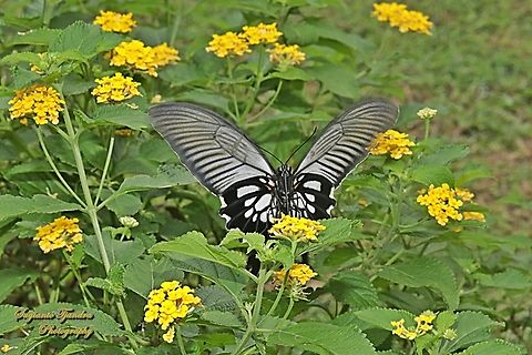 Pastur Besar (Great Mormon Swallowtail Butterfly), Papilio memnon form-achates, (Papilionidae) - female  Geotagged,Great Mormon,Indonesia,Papilio memnon,Summer