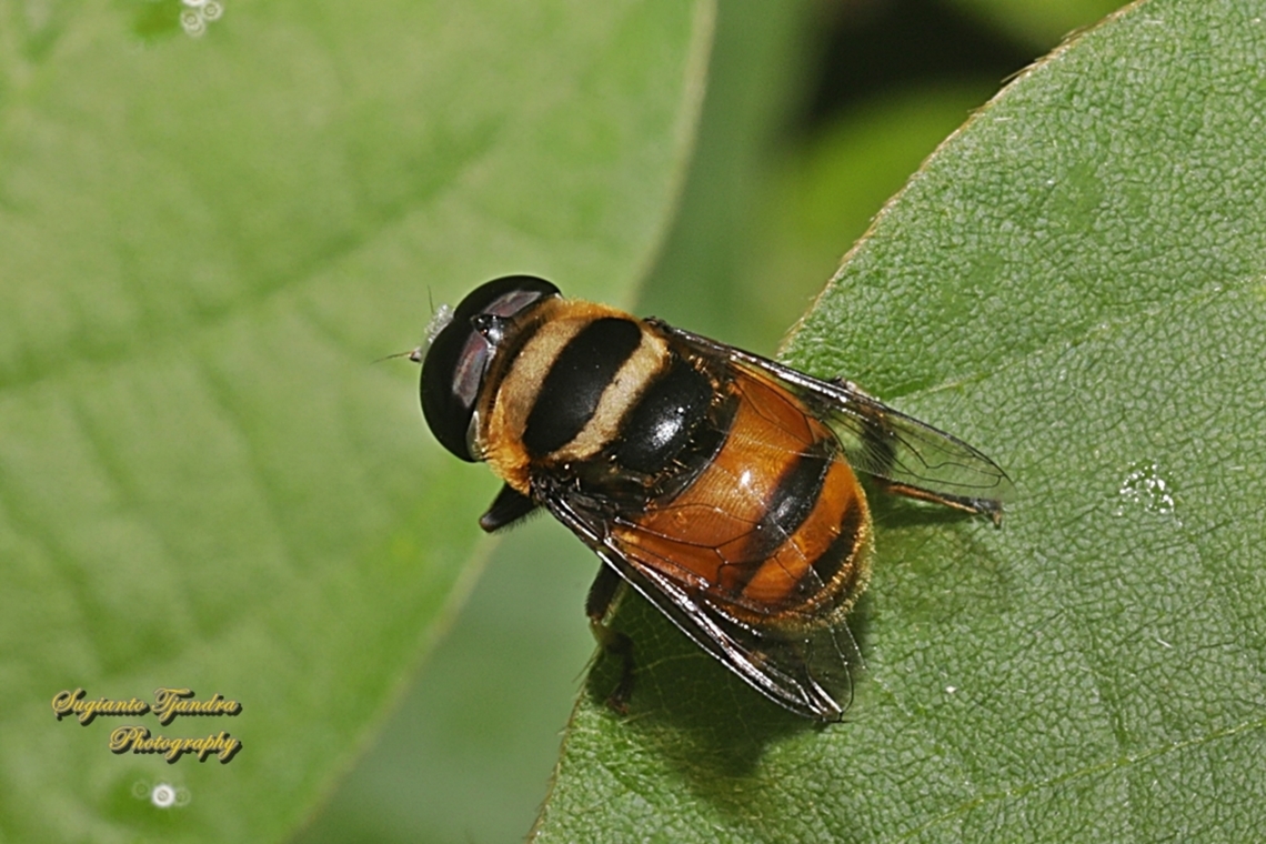 Hoverfly, Phytomia argyrocephala, family Syrphidae  Geotagged,Indonesia,Phytomia argyrocephala,Summer
