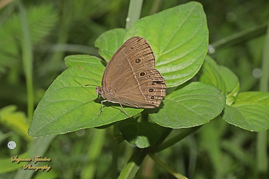 Semak Kusam Umum (Common Bushbrown butterfly), Mycalesis perseus  Dingy bushbrown,Geotagged,Indonesia,Mycalesis perseus,Summer