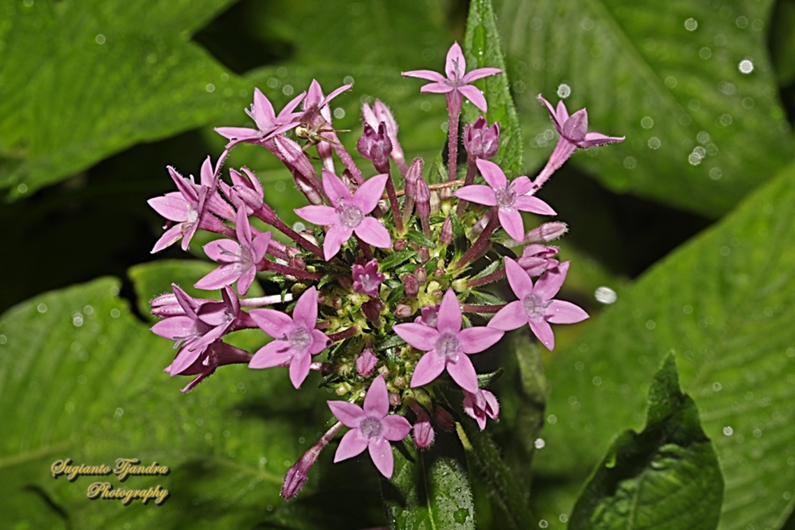 The Egyptian starcluster flower, Pentas lanceolata - Pink  Egyptian Starcluster,Geotagged,Indonesia,Pentas lanceolata,Summer