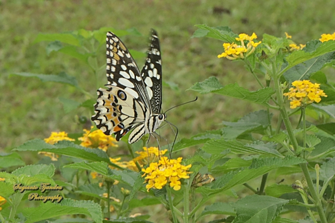 Kupu2 Ekor walet jeruk (Common Lime butterfly), Papilio demoleus  Geotagged,Indonesia,Lime Swallowtail,Papilio demoleus,Summer