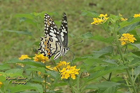 Kupu2 Ekor walet jeruk (Common Lime butterfly), Papilio demoleus  Geotagged,Indonesia,Lime Swallowtail,Papilio demoleus,Summer