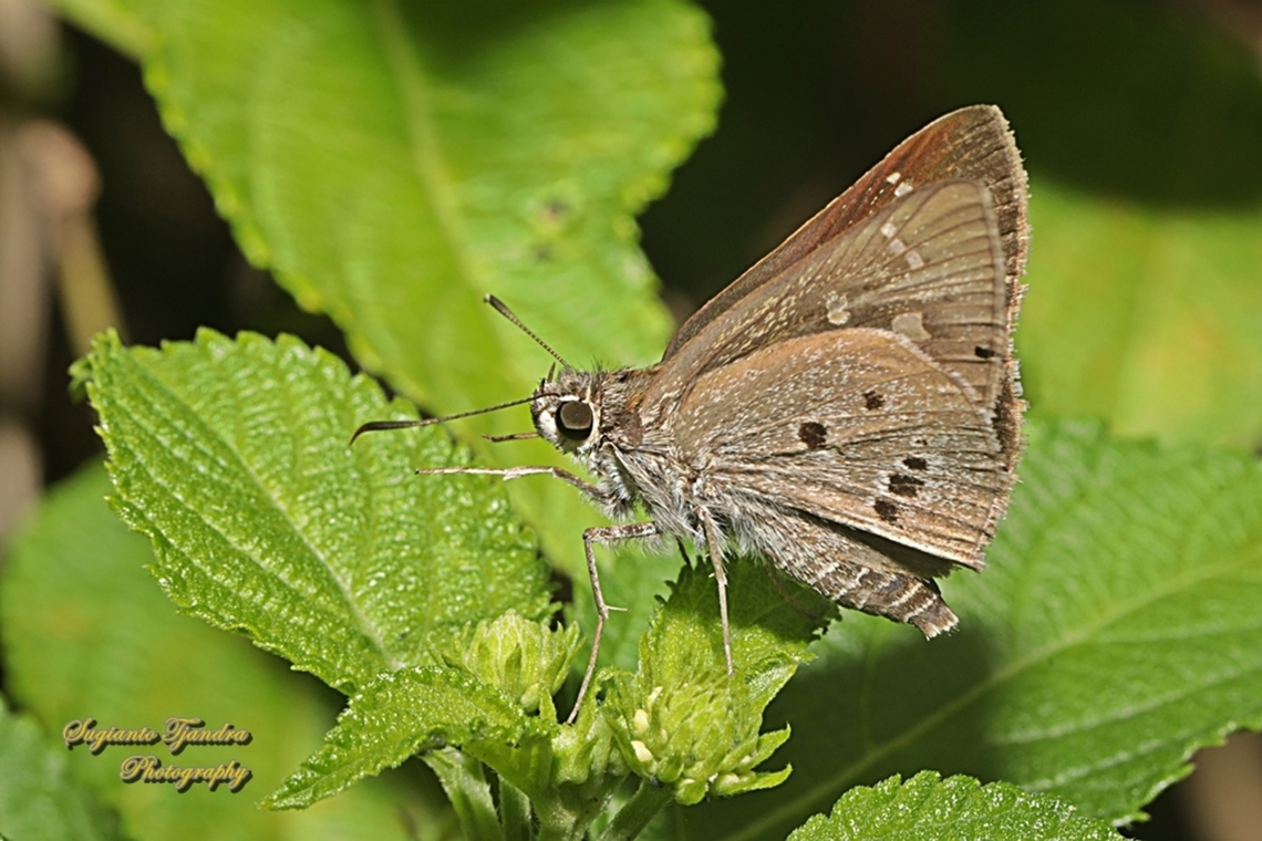 Kupu kupu Hirab Palem India (Indian Palm Bob), Suastus gemius  Geotagged,Indonesia,Palm Bob,Suastus gremius,Summer