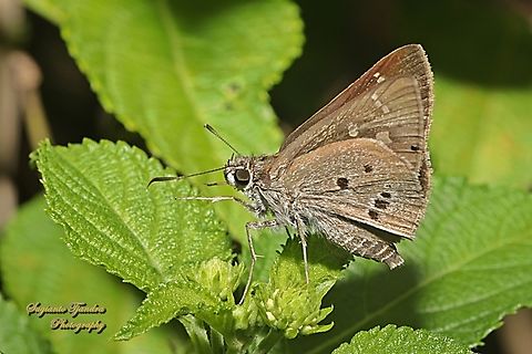 Kupu kupu Hirab Palem India (Indian Palm Bob), Suastus gemius  Geotagged,Indonesia,Palm Bob,Suastus gremius,Summer