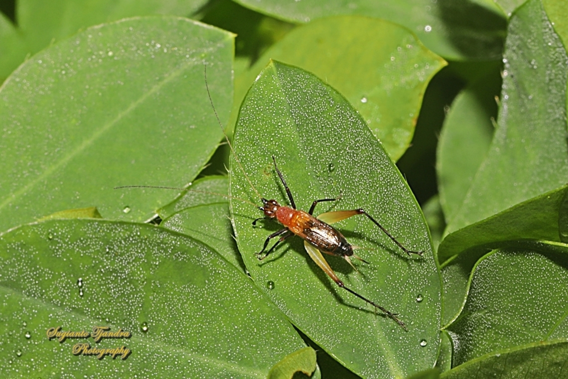 Bushes Cricket / unknown ID  Geotagged,Homoeoxipha lycoides,Indonesia,Summer