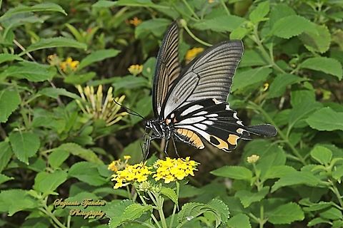 Pastur Besar (Great Mormon Swallowtail Butterfly), Papilio memnon form-achates, (Papilionidae) - female  Geotagged,Great Mormon,Indonesia,Papilio memnon,Summer