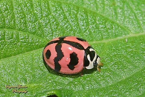 Six-spotted Zigzag Ladybird, Cheilomenes sexmaculata  Cheilomenes sexmaculata,Geotagged,Indonesia,Summer,Zigzag Ladybird