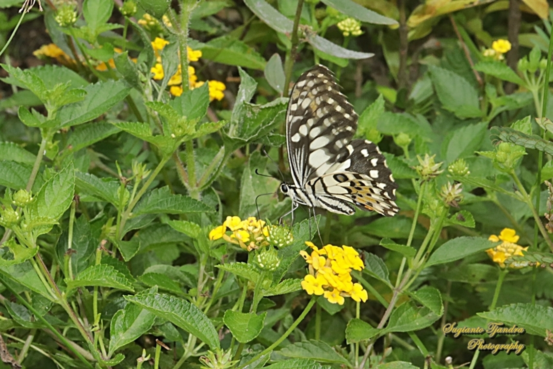 Kupu2 Ekor walet jeruk (Common Lime butterfly), Papilio demoleus  Geotagged,Indonesia,Lime Swallowtail,Papilio demoleus,Summer