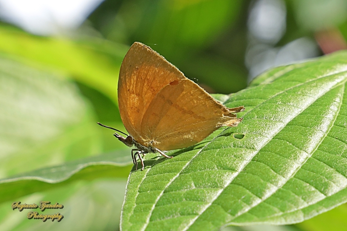 The Common Yamfly, Loxura atymnus ssp deinostratus  Geotagged,Indonesia,Loxura atymnus,Summer,Yamfly