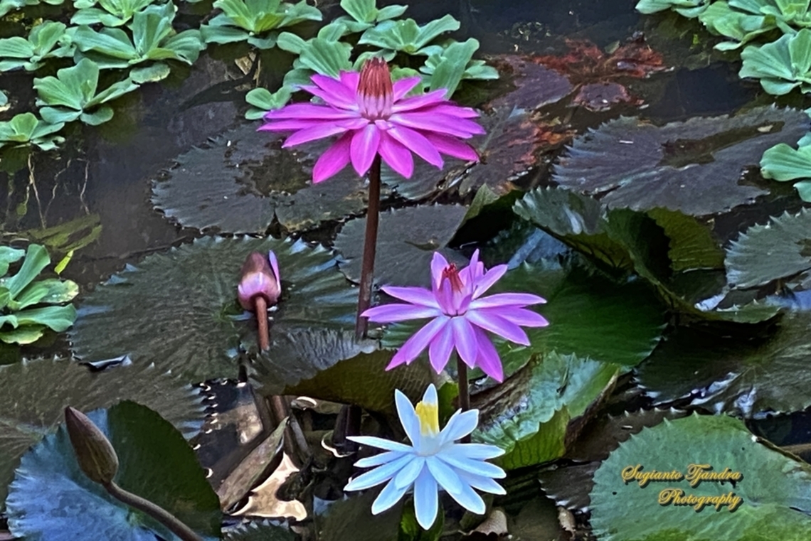 Water lily flowers, Nymphaea rubra, Nymphaeaceae  Geotagged,Indonesia,Nymphaea rubra,Red Water Lily,Summer