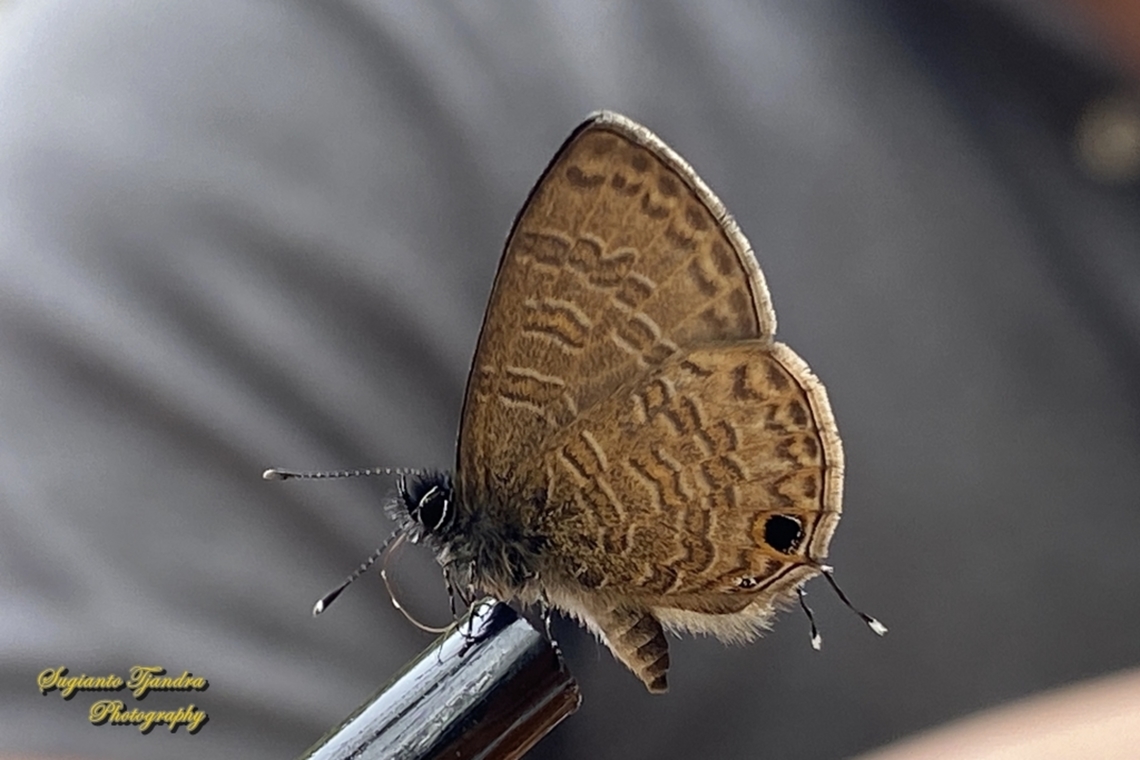 Common Lineblue, Prosotas nora  Common lineblue,Geotagged,Indonesia,Prosotas nora,Summer