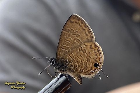 Common Lineblue, Prosotas nora  Common lineblue,Geotagged,Indonesia,Prosotas nora,Summer