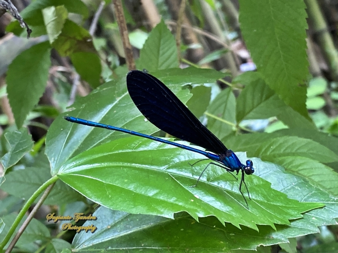 Ebony jewelwing damselfly, Vestalis luctuosa, family Calopterygidae - Male  Geotagged,Indonesia,Nila Flashwing,Summer,Vestalis luctuosa