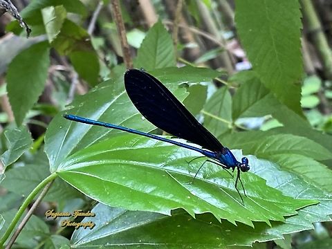 Ebony jewelwing damselfly, Vestalis luctuosa, family Calopterygidae - Male  Geotagged,Indonesia,Nila Flashwing,Summer,Vestalis luctuosa