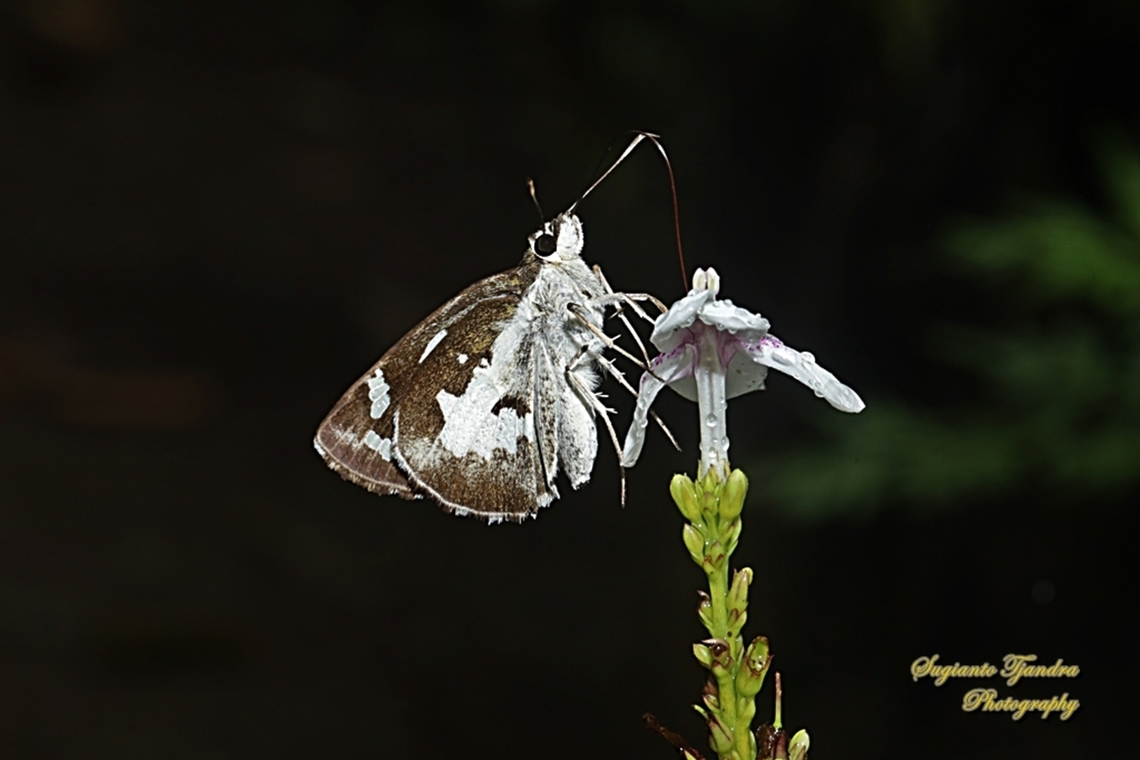 Skipper Butterfly, Setan Alang/Grass Demon, Udaspes folus  Geotagged,Grass demon,Indonesia,Summer,Udaspes folus