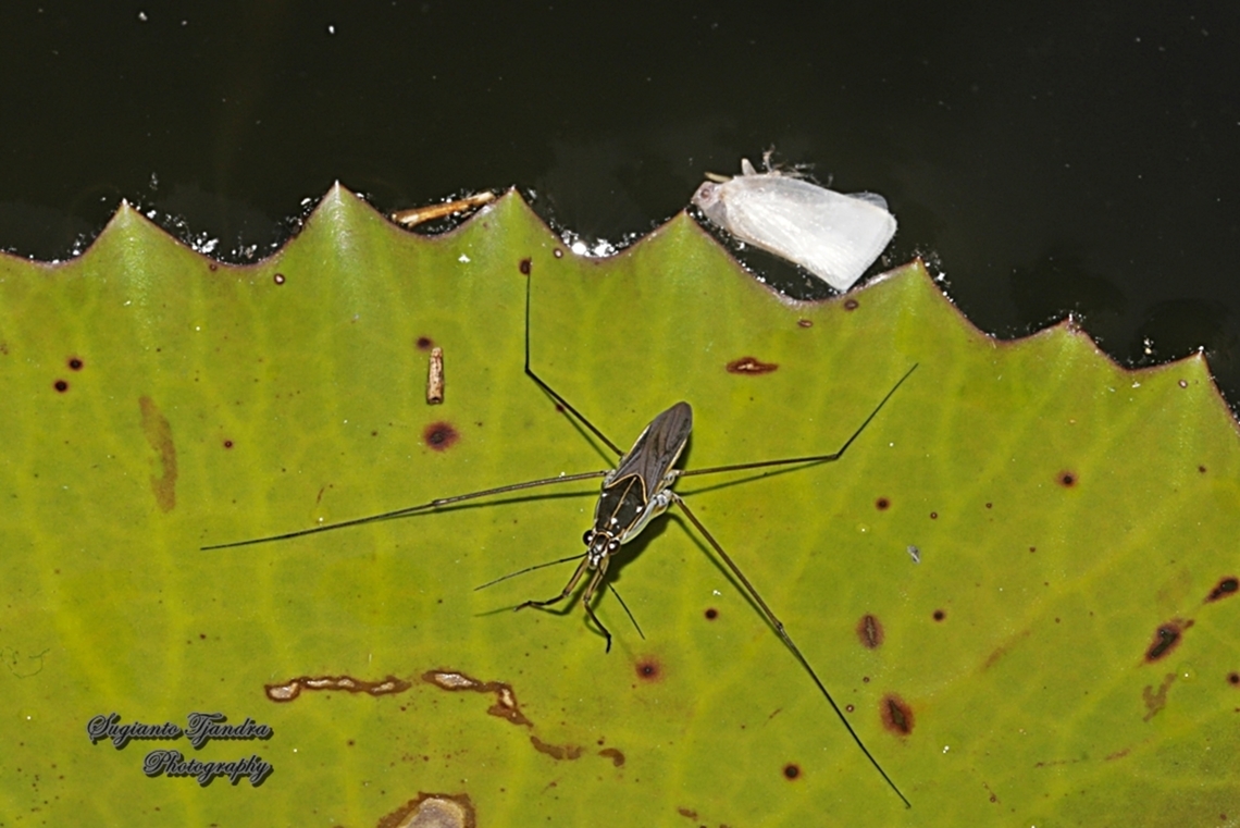 Striped Pond Skaters, Genus Limnogonus  Geotagged,Indonesia,Summer