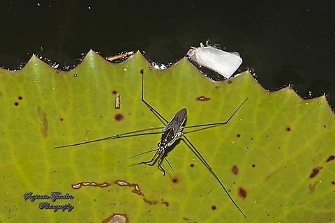 Striped Pond Skaters, Genus Limnogonus  Geotagged,Indonesia,Summer