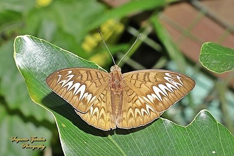 Brush-footed butterfly, Tanaecia palguna ssp palguna, female  Geotagged,Indonesia,Summer,Tanaecia palguna