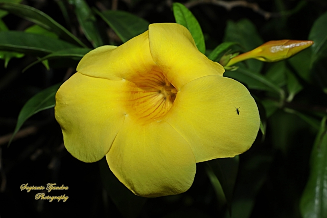 Golden Trumpet flower, Alamanda cathartica, family Apocynaceae  Allamanda cathartica,Geotagged,Golden Trumpet,Indonesia,Summer