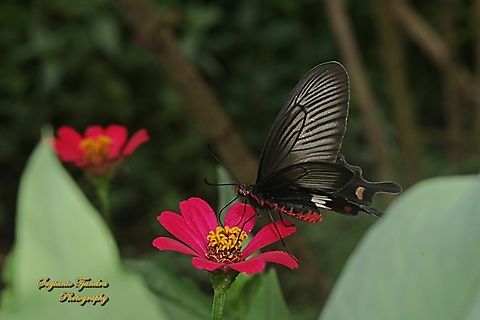 Kupu2 Mawar Sunda kecil (The red-bodied swallowtails), Pachliopta adamas  Geotagged,Indonesia,Pachliopta adamas,Summer