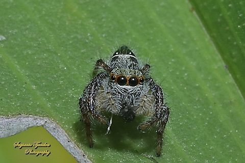 Jumping Spider, Hyllus diardi  Geotagged,Hyllus diardi,Indonesia,Summer