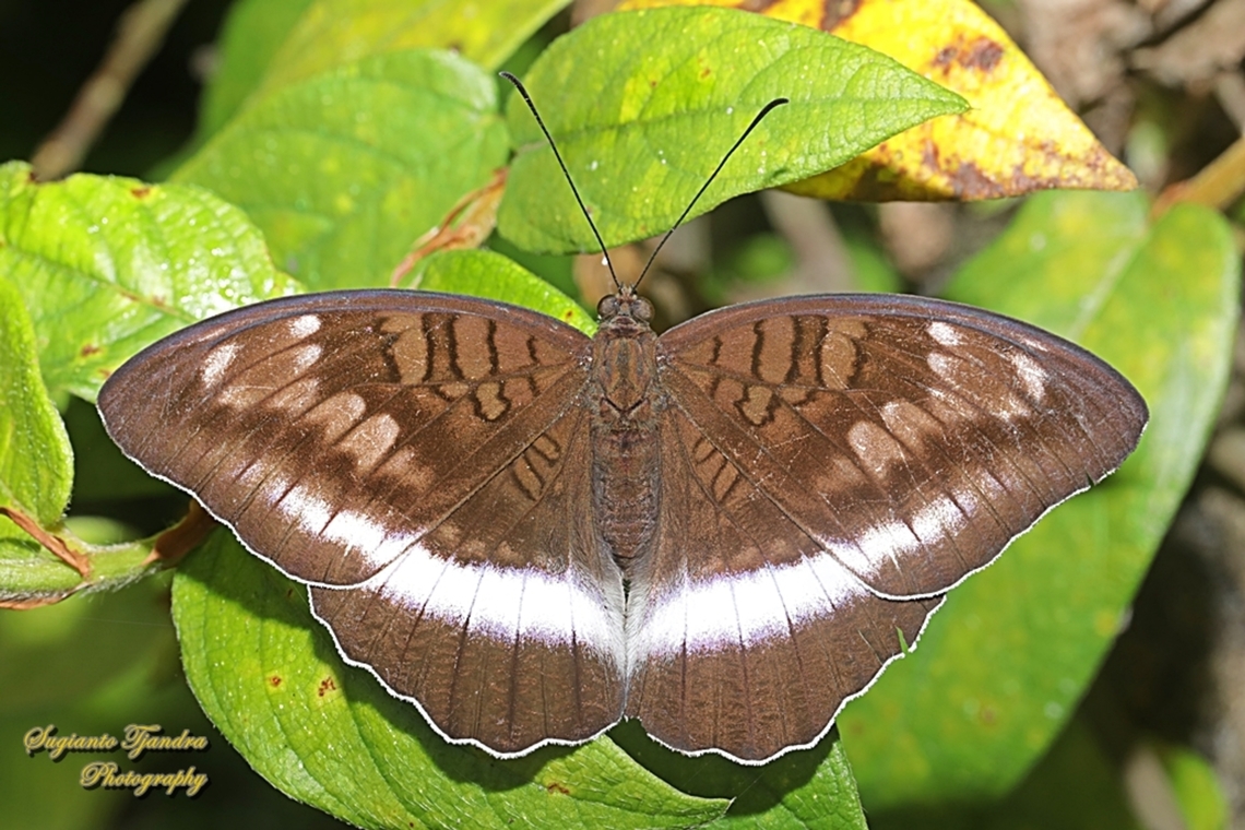 Kupu2 Aristokrat Iapis/Horsfield's Baron butterfly, Java Tanaecia iapis iapis  Geotagged,Horsfield's Baron,Indonesia,Summer,Tanaecia iapis