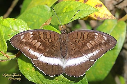 Kupu2 Aristokrat Iapis/Horsfield's Baron butterfly, Java Tanaecia iapis iapis  Geotagged,Horsfield's Baron,Indonesia,Summer,Tanaecia iapis