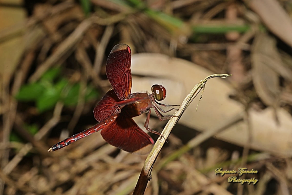 Red-winged dragonfly, Neurothemis terminata  Geotagged,Indonesia,Indonesian Red-winged Dragonfly,Neurothemis terminata,Summer