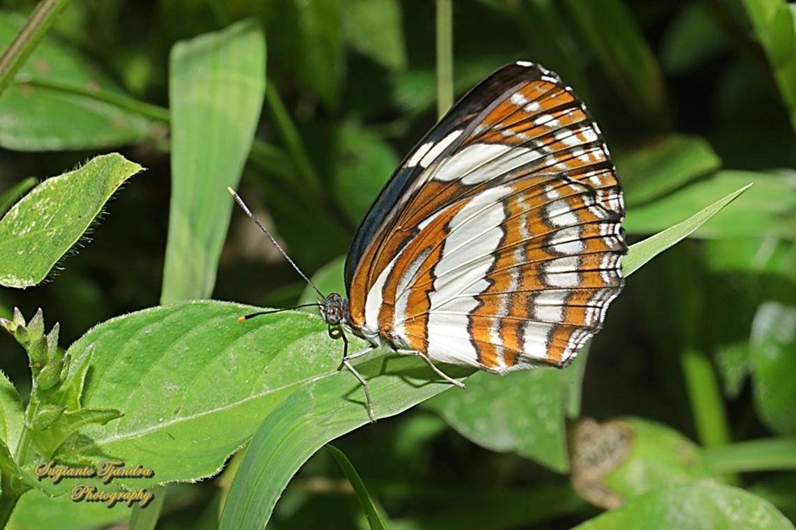 Pelaut Biasa (Common Sailor Butterfly), Neptis hylas matuta - Lowerside  Common sailor,Geotagged,Indonesia,Neptis hylas,Summer