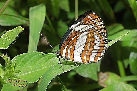 Pelaut Biasa (Common Sailor Butterfly), Neptis hylas matuta - Lowerside  Common sailor,Geotagged,Indonesia,Neptis hylas,Summer
