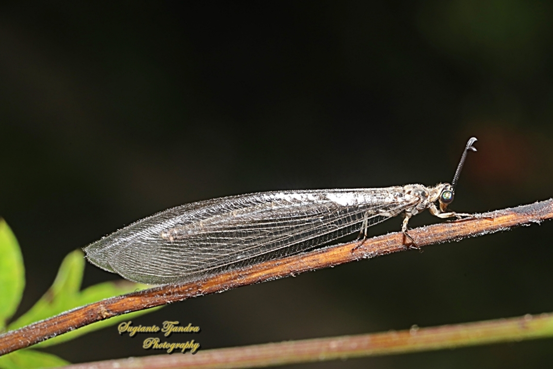 Antlion lacewings, Myrmeleontidae  Geotagged,Indonesia,Summer