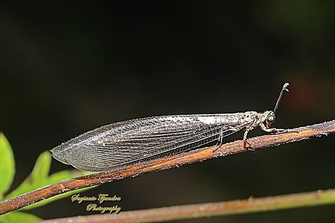 Antlion lacewings, Myrmeleontidae  Geotagged,Indonesia,Summer