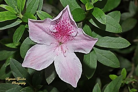Tsutsusi Azalea flower, Rhododendron indicum  Geotagged,Indonesia,Rhododendron indicum,Summer,Tsutsusi Azalea