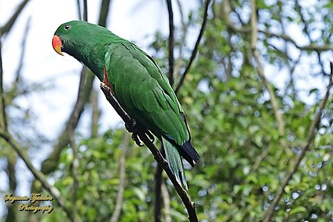 Eclectus Parrot, Eclectus roratus  Eclectus Parrot,Eclectus roratus,Geotagged,Indonesia,Summer