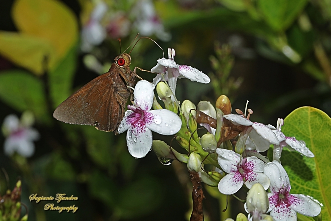 Skipper Butterfly, Mata Merah Biasa/the common redeye (Matapa Aria)  Common Redeye,Geotagged,Indonesia,Matapa aria,Summer
