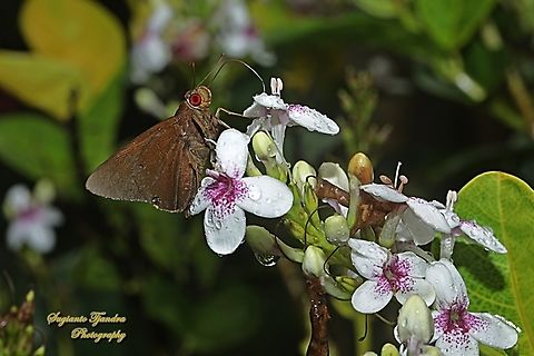 Skipper Butterfly, Mata Merah Biasa/the common redeye (Matapa Aria)  Common Redeye,Geotagged,Indonesia,Matapa aria,Summer
