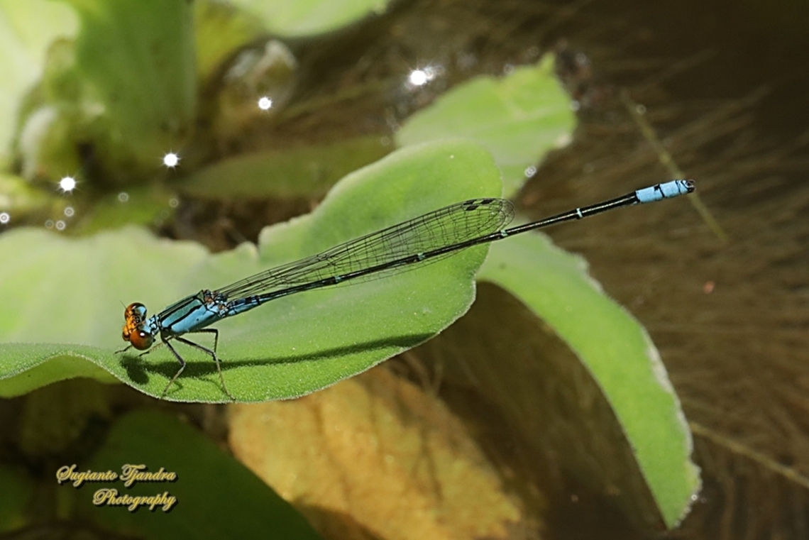 Damselfly, Saffron-faced blue dart, Pseudagrion rubriceps-male  Geotagged,Indonesia,Pseudagrion rubriceps,Saffron-faced blue dart,Summer