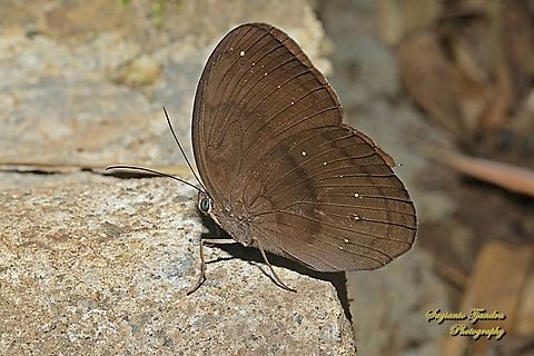 Faun Biasa (Common Faun), Faunis canens ssp canens  Common faun,Faunis canens,Geotagged,Indonesia,Summer